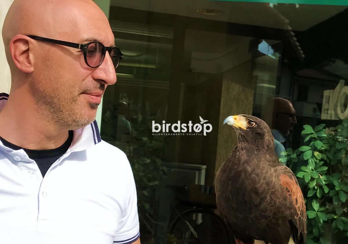 Il falconiere con il rapace in un intervento urbano: la presenza del predatore sposta i piccioni, che non vengono toccati.