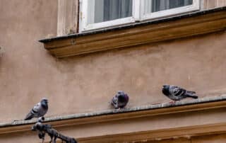 Responsabilità presenza piccioni nel condominio