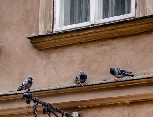 Piccioni nel Cavedio e nella Chiostrina: Come Fare