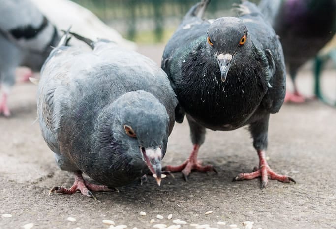 piccioni-esplodono-con-il-riso-mito-o-realtà Piccioni esplodono con il riso, mito o realtà? Scopri la verità sull'argomento