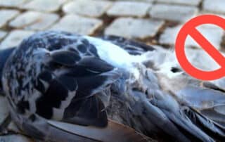 Veleno per piccioni divieto di legge, costituisce reato penale