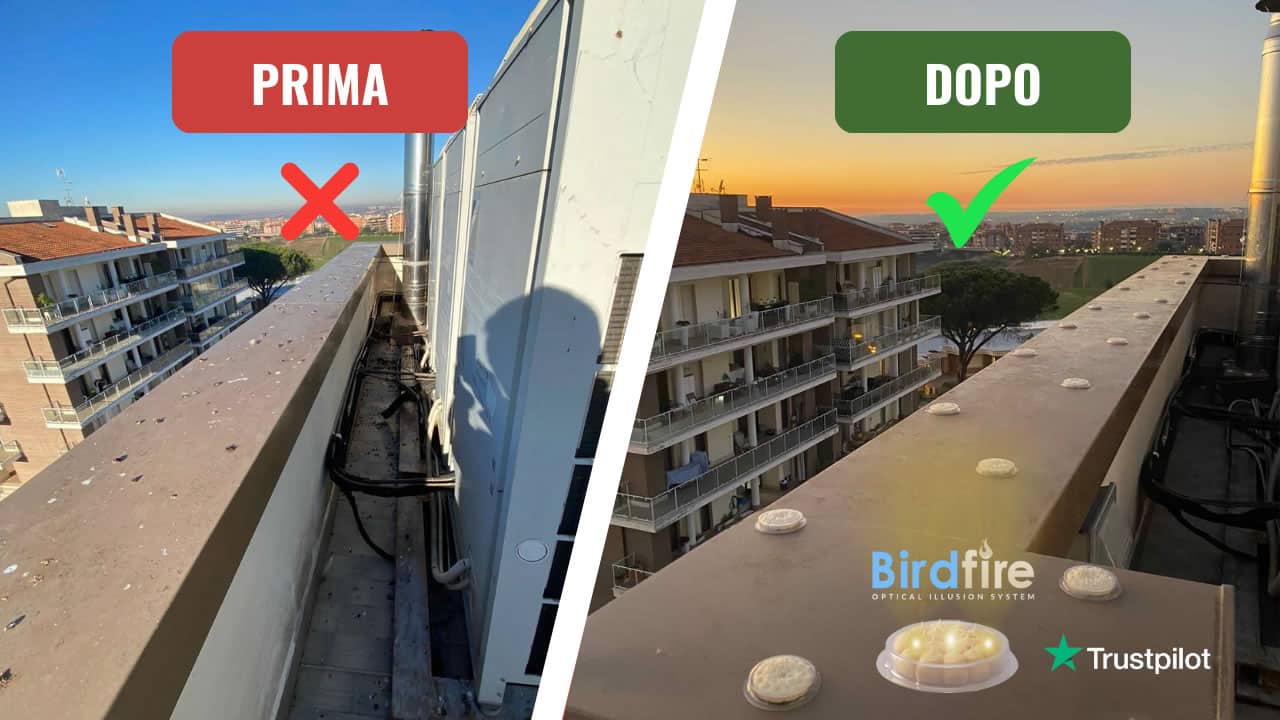Deterrenti per piccioni professionali dissuasori allontanamento volatili garantiti