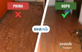 Bonifica guano pulizia e smaltimento a norma di legge