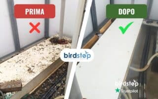 Bonifica Guano di Piccioni ditta specializzata a Milano, Roma, Torino