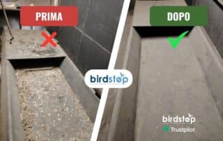 Ditta Rimozione Guano di Piccioni