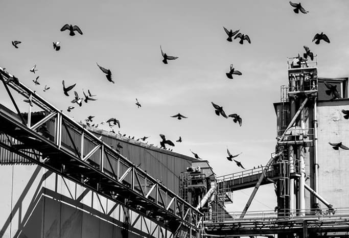 Come allontanare i piccioni e colombi da un capannone Come allontanare i piccioni e colombi da un capannone