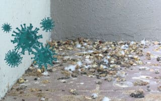 Guano dei piccioni: rischi, malattie e come liberarsene in sicurezza