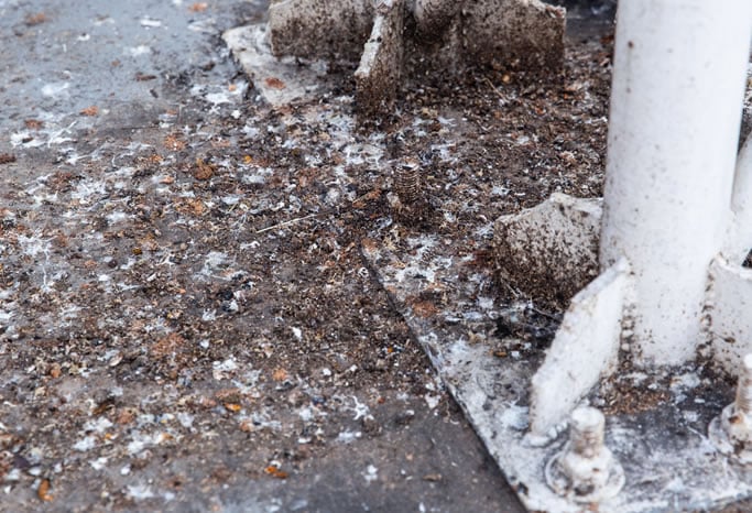 problemi-piccioni-in-capannoni-industriali Problemi presenza piccioni in capannoni industriali