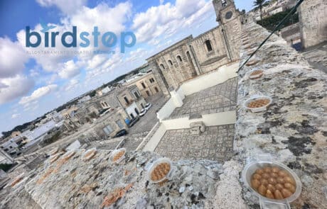 Dissuasori allontanamento piccioni basso impatto estetico tutela del patrimonio culturale Dissuasori allontanamento piccioni basso impatto estetico tutela del patrimonio culturale