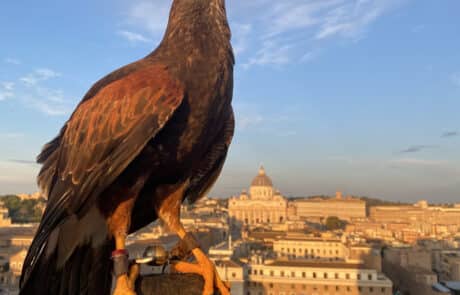allontanamento-volatili-con-falco-ministero-beni-culturali Allontanamento volatili e piccioni con falco ministero beni culturali