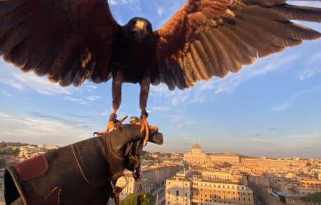 falconeria-allontanamento-piccioni-castel-santangelo-roma Falconeria allontanamento volatili castel sant'angelo roma