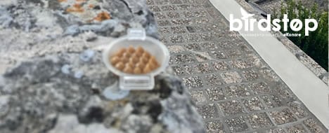 installazione-dissuasore-anti-piccioni-birdfire Installazione dissuasore anti piccioni birdfire visivo olfattivo a minervino lecce