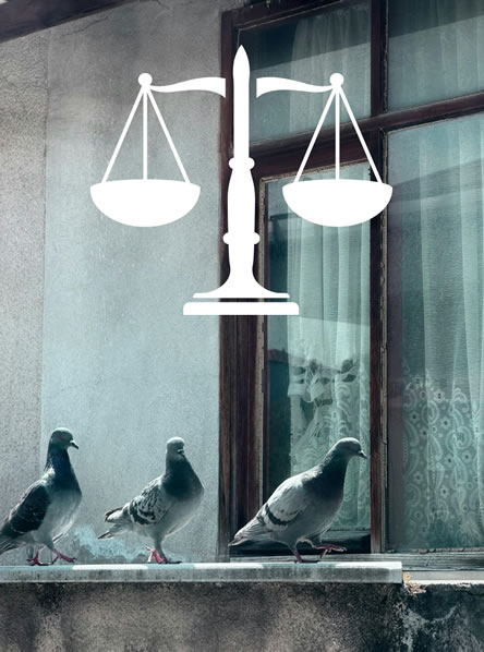 leggi e normative sui dissuasori per piccioni e allontanamento volatili leggi e normative sui dissuasori per piccioni e allontanamento volatili