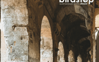 Archi Colosseo roma intervento allontanamento piccioni
