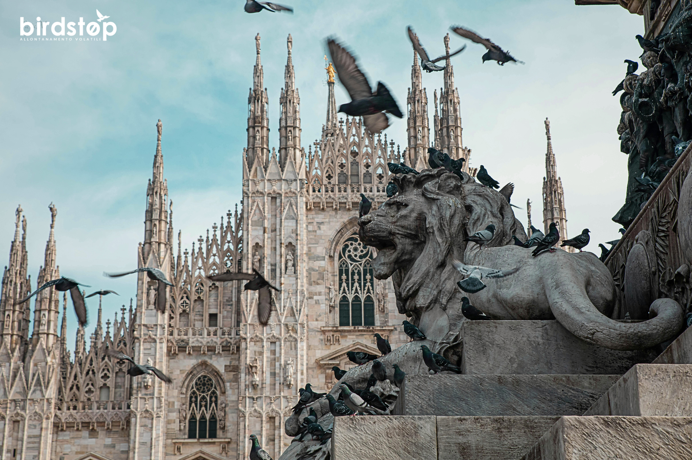 Guano dei piccioni e beni culturali: rischi, malattie e come liberarsene in sicurezza