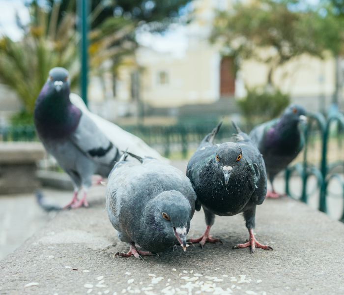 allontanamento-volatili-piccioni-gabbiani Allontanamento volatili Bologna