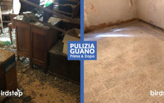 smaltimento-guano-piccioni-bologna-1 Bonifica escrementi e guano azienda professionista