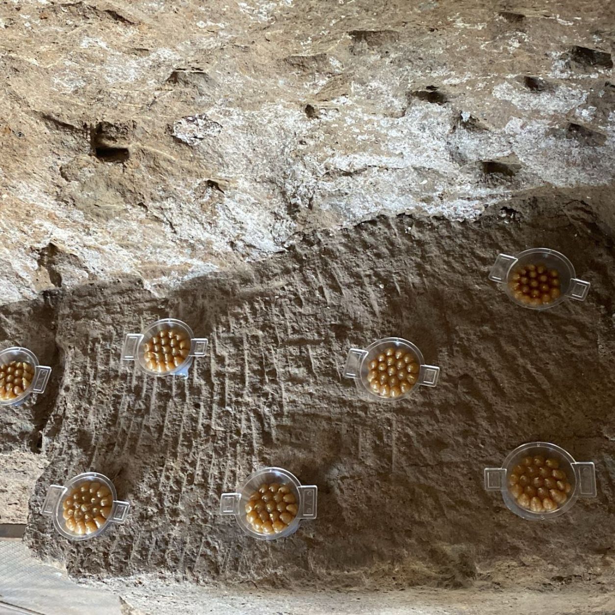 Coppette di dissuasore visivo posate sulle mensole in pietra del Teatro di Marcello a Roma