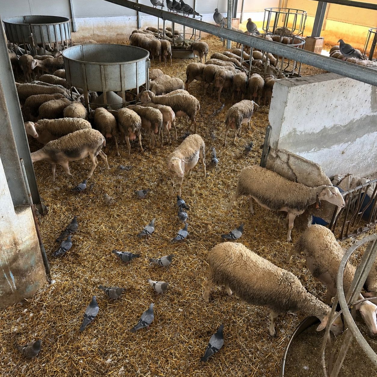 Interno di un ricovero zootecnico con colombi a terra fra gli animali e le mangiatoie, e la stessa area libera dopo l’intervento