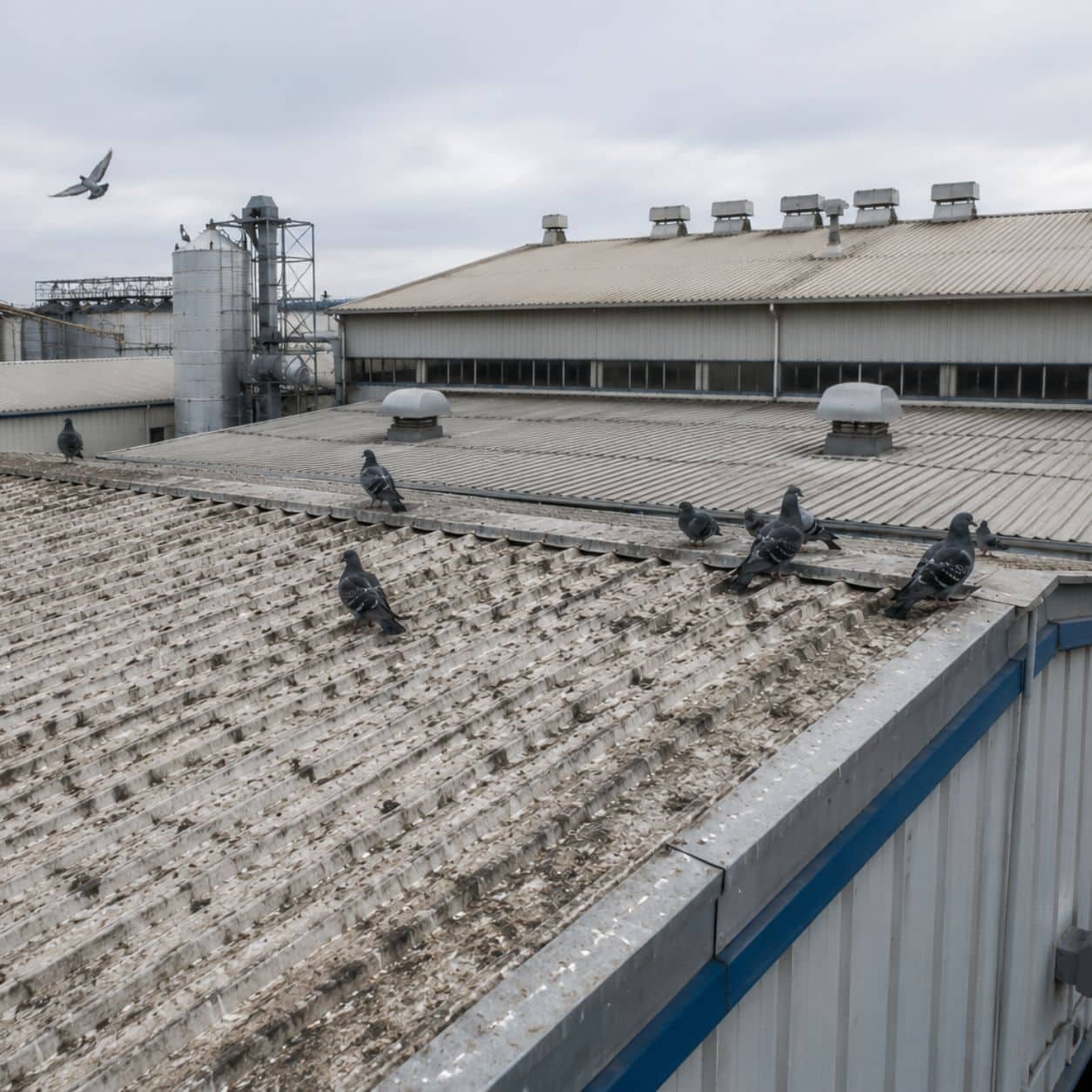 Piccioni sulla copertura industriale di uno stabilimento con estrattori