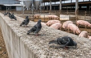 allontanamento volatili industria agroalimentare guano