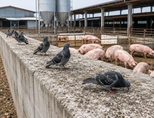 Volatili selvatici in allevamento: la biosicurezza si gioca sul mangime