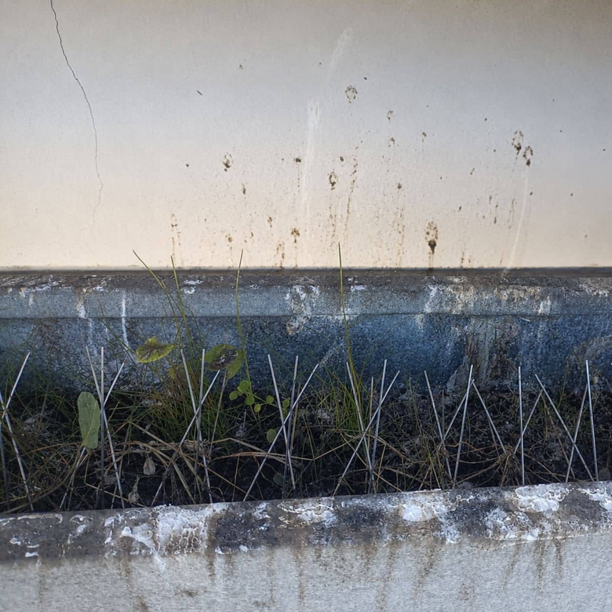 Cornice in pietra di una facciata incrostata di guano con vegetazione spontanea