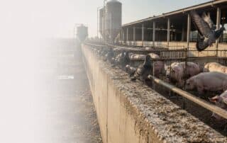 header allontanamento volatili industria agroalimentare
