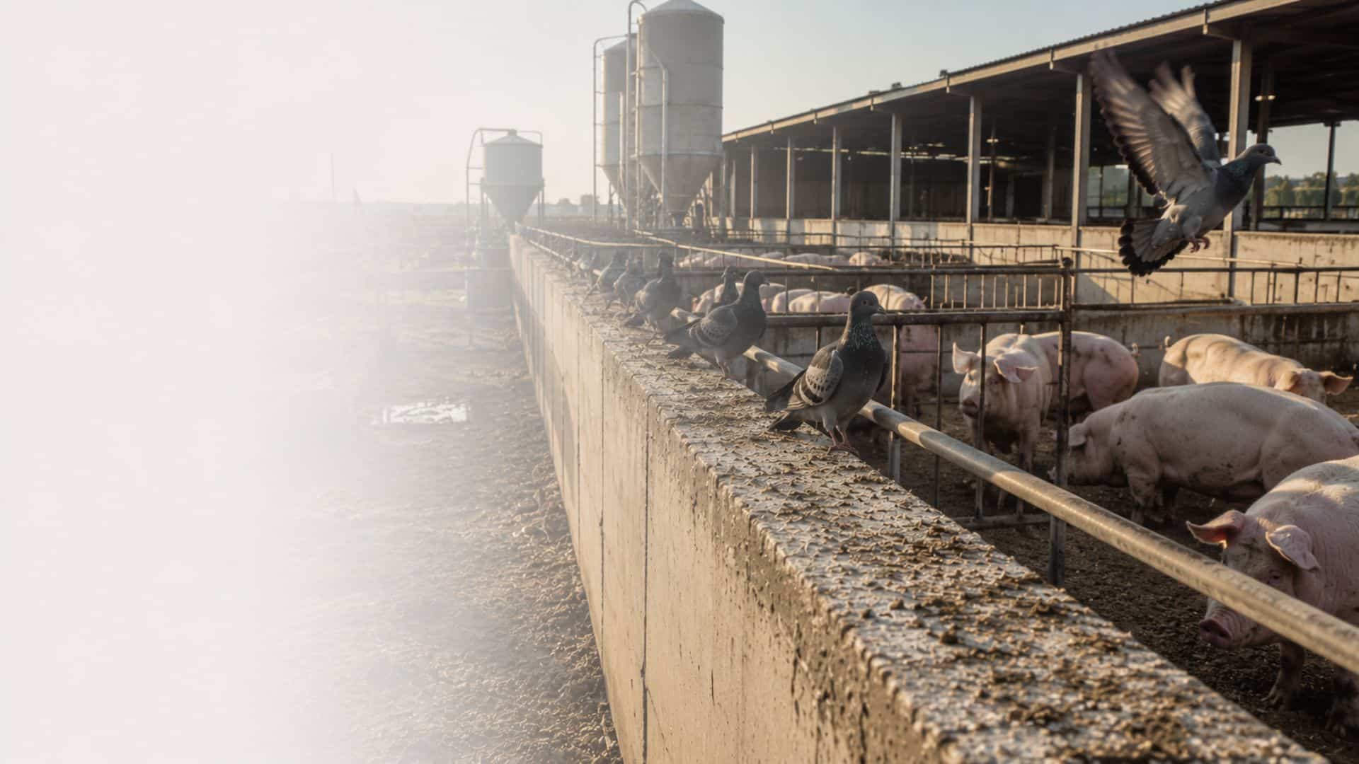 Colombi appollaiati sul muretto perimetrale di un sito produttivo con silos e capannoni