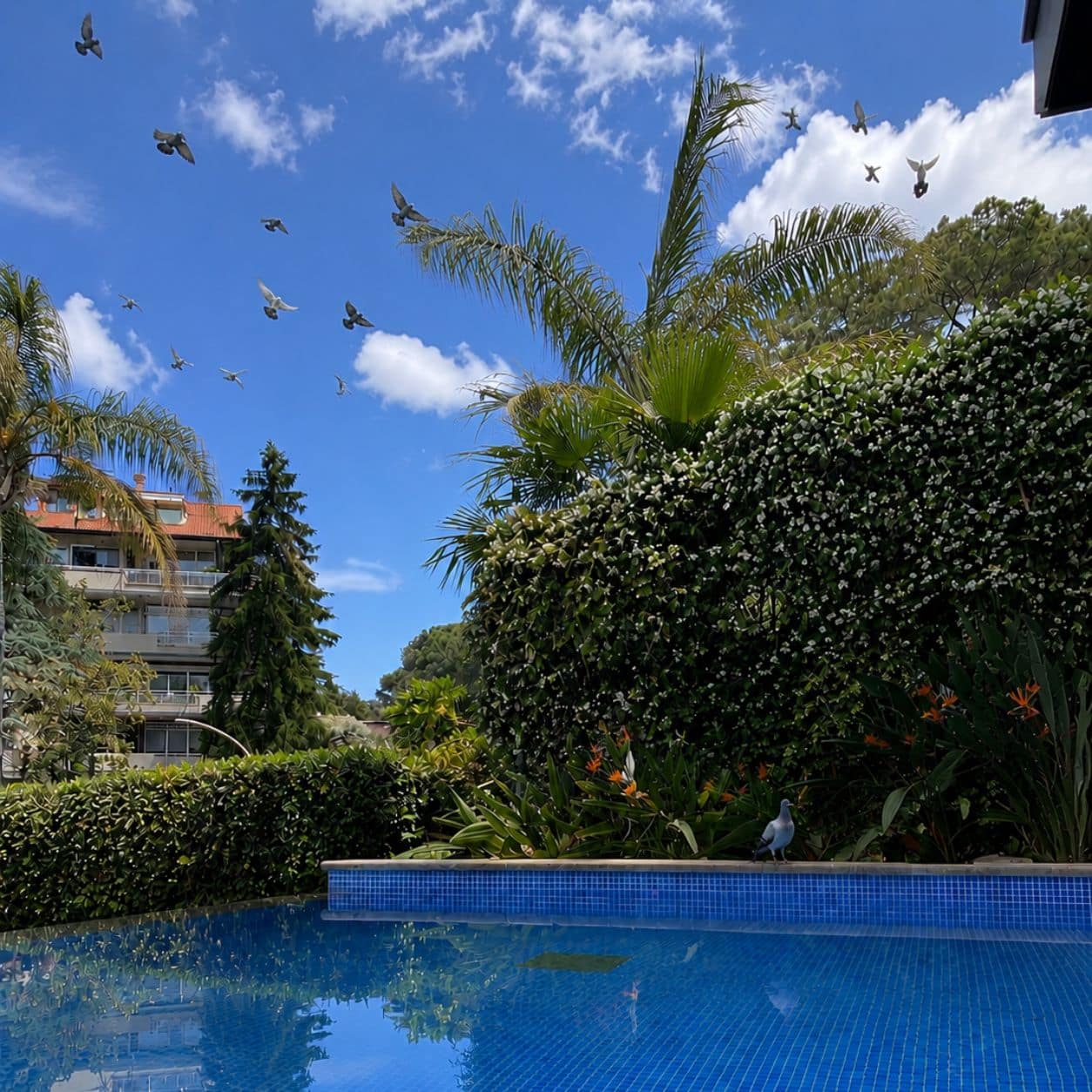 Giardino con piscina di una villa con uno stormo di uccelli in volo