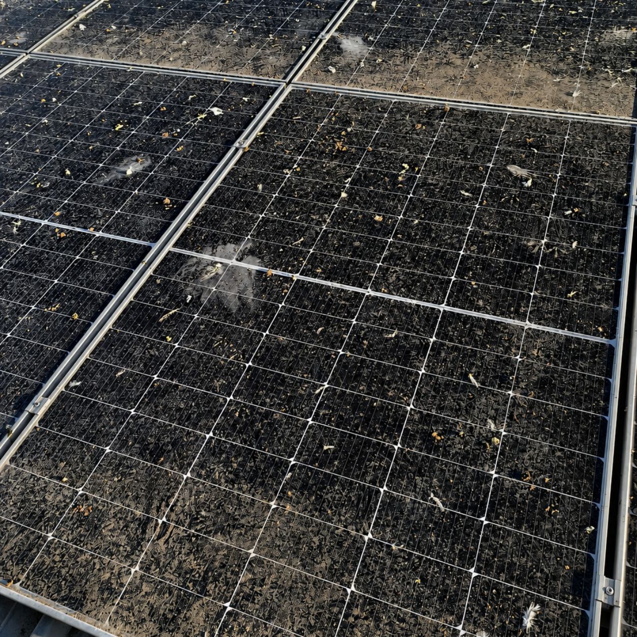 Sottomodulo di un impianto fotovoltaico occupato dai volatili, con guano sui pannelli