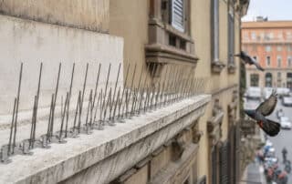 Quanto durano i dissuasori per piccioni