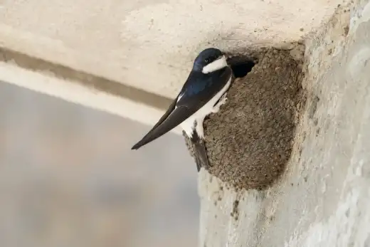 Nido di fango a semisfera costruito da un balestruccio sotto lo sporto di un cornicione