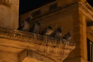 Colombi posati in fila su un cornicione di notte