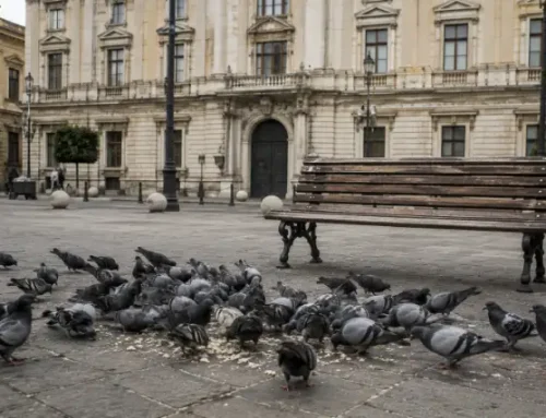 Come un Comune affronta un’infestazione di volatili: la sequenza di atti che funziona