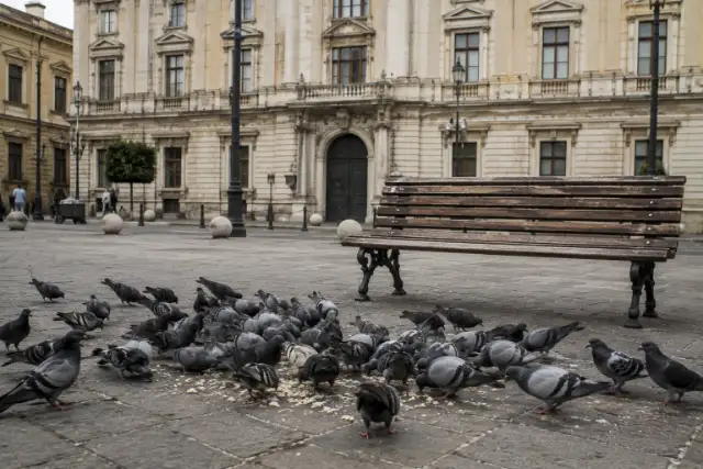 Decine di colombi a terra in una piazza di città, accanto a una panchina e davanti a un palazzo storico