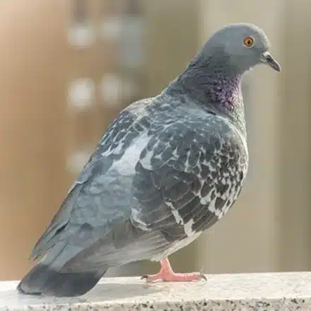 Colombo di città, Columba livia