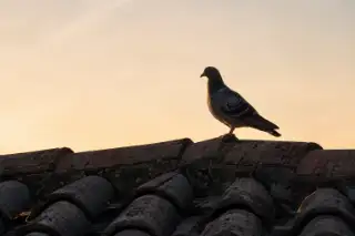 Colombo posato sul colmo di un tetto italiano alle prime luci del giorno