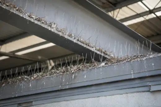 Dissuasori a spillo su una trave industriale ricoperti di guano e materiale di nidificazione