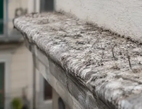 Il contratto di manutenzione bird control: che cosa deve prevedere davvero
