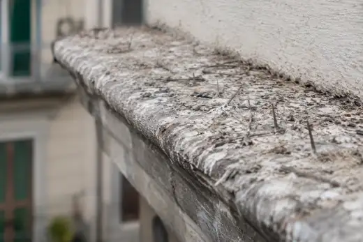 Dissuasori ad aghi sepolti sotto uno strato di guano stratificato su un cornicione