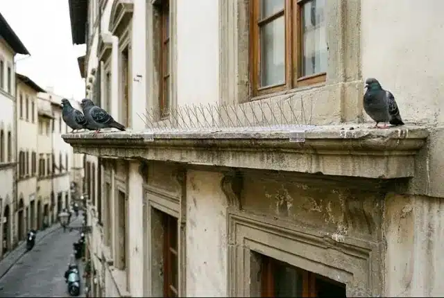 Davanzale con una barra di dissuasori ad aghi installata solo su una parte e due colombi appoggiati sul tratto rimasto libero