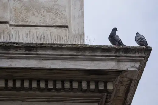 Dissuasori ad aghi installati solo su una parte del cornicione, con i piccioni sul tratto rimasto scoperto