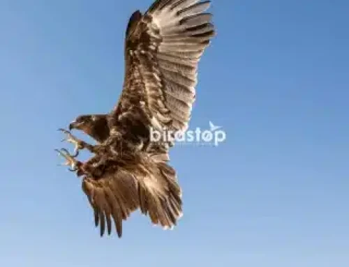 Allontanamento volatili negli aeroporti: bird strike e falconeria