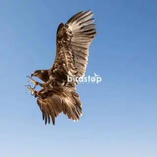 Falco in volo durante un intervento di falconeria per allontanamento piccioni