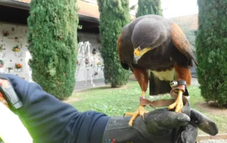Rapace sul guanto del falconiere davanti al colonnato dei loculi, cimitero di Corsico
