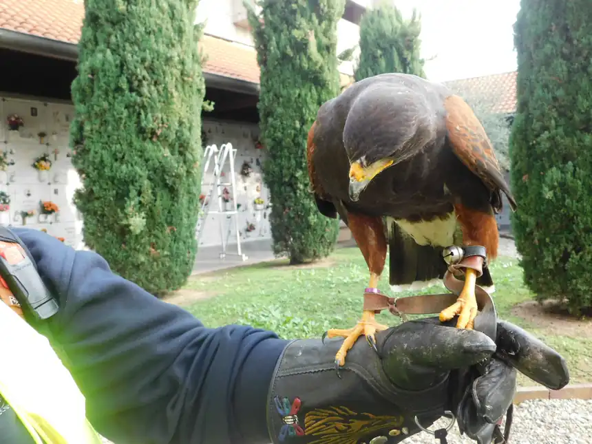 Dettaglio delle longhe e del campanello alla zampa del rapace posato sul guanto