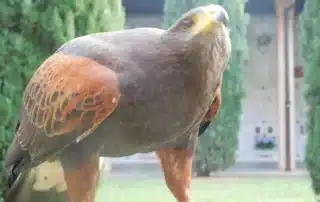 Rapace da falconeria davanti all’ingresso del cimitero di Corsico durante l’uscita