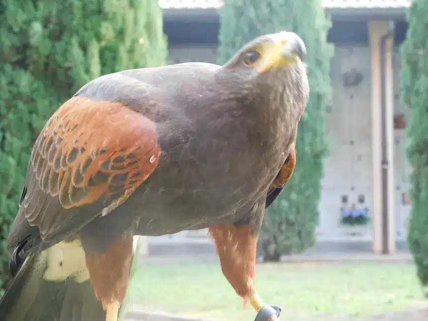 Rapace di profilo nel cimitero di Corsico, davanti al porticato e alle file di loculi