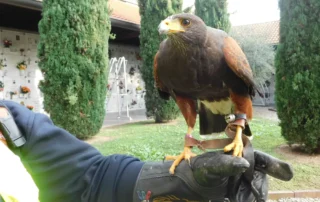 Rapace da falconeria sul guanto tra i cipressi del cimitero di Corsico